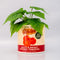 Ceramic planter inspired by a tomato can with printed label, includes drainage hole and removable plug, 5.7 by 6 inches.