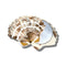 opened white and tan seashell pocket mirror