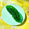 large glitter pickle shaped hair claw